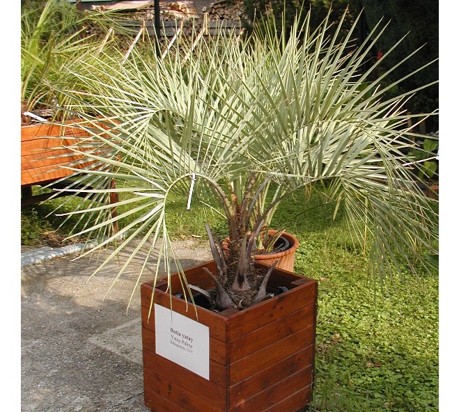 Butia yatay 120/140cm